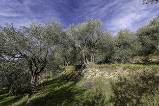 Azienda Agricola Sant'Andrea Calvi - Olio appena franto