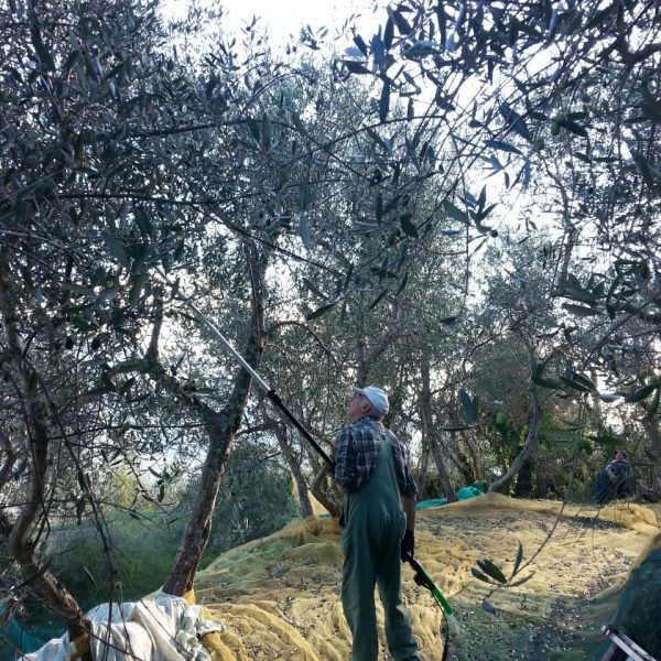 Frantoio-Foto-raccolta-olive.jpg.jpg